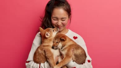 profissão para quem gosta de animais
