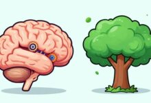 Uma ilustração de um cérebro humano, com uma metade mostrando engrenagens fixas e a outra metade mostrando uma árvore vibrante e crescente, simbolizando a diferença entre a mentalidade fixa e a de crescimento.